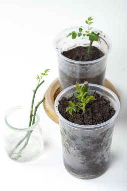 Gül kesme. Beyaz bir arka planda. Toprağın altında