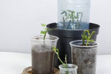 Gül kesme. Beyaz bir arka planda. Toprağın altında