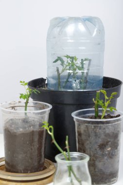 Gül kesme. Beyaz bir arka planda. Toprağın altında