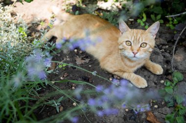 Kızıl kedi bahçede dinleniyor. Güzel bitkilerin arasında. Mutlu hayvan hayatı konsepti.