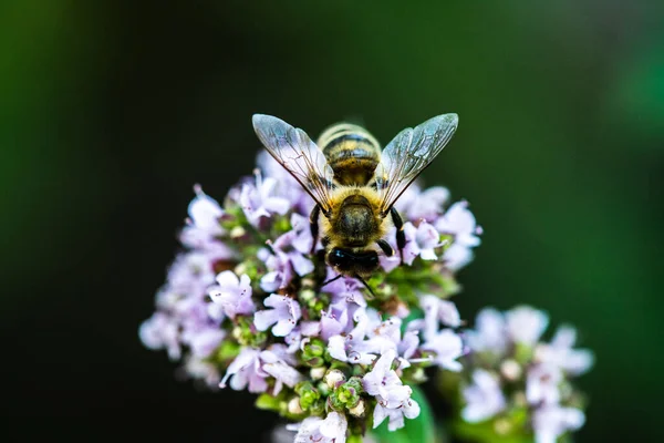 Bee Collects Pollen Flower Bee Sits Flower Blurred Background — Stockfoto