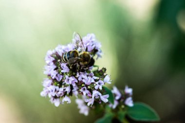 A bee collects pollen from a flower. A bee sits on a flower on a blurred background