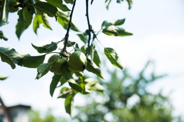 Elma ağacı ve taze elma meyvesi. Olgunlaşmamış elmalar bir elma dalında yetişir. Güneşte bir ağaçta elma, yakın plan..