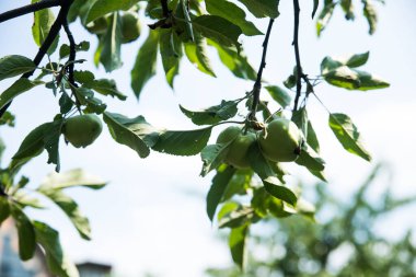 Elma ağacı ve taze elma meyvesi. Olgunlaşmamış elmalar bir elma dalında yetişir. Güneşte bir ağaçta elma, yakın plan..