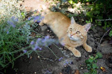Kızıl kedi bahçede dinleniyor. Güzel bitkilerin arasında. Mutlu hayvan hayatı konsepti.