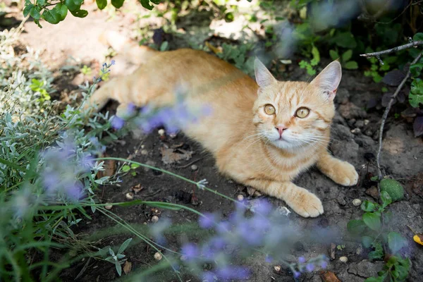 Kızıl kedi bahçede dinleniyor. Güzel bitkilerin arasında. Mutlu hayvan hayatı konsepti.