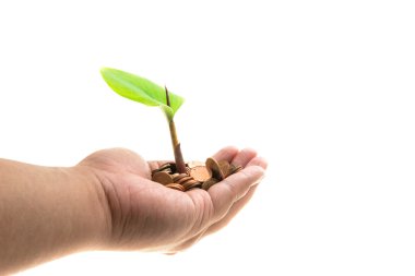 Palms bir ağaç sikke yığını gelişen