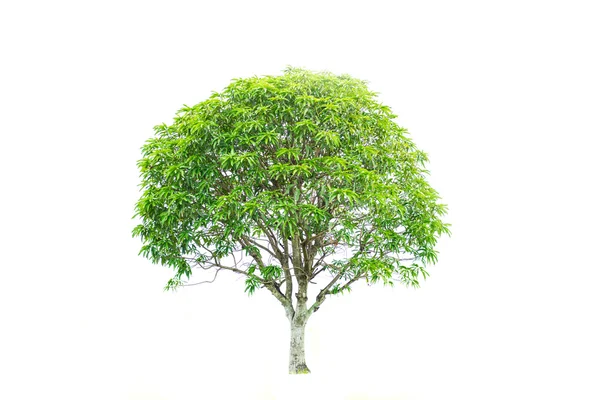 Дерева манго — стокове фото