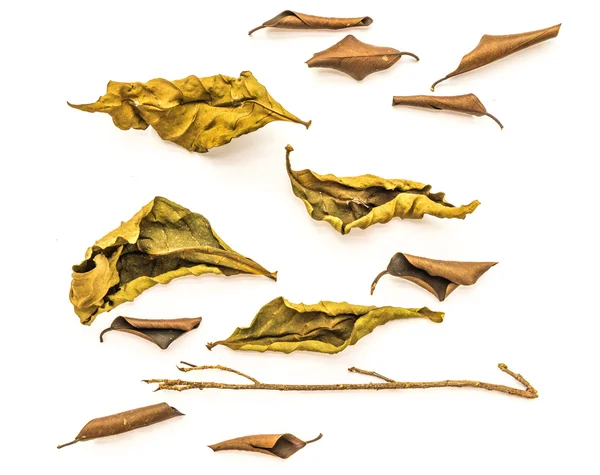 Dry leaves on a white background — Stock Photo, Image