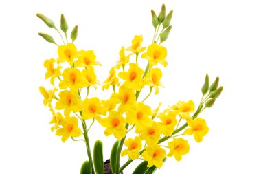 Işık sarı orkide el yapımı çiçekler üzerinde beyaz adam izole