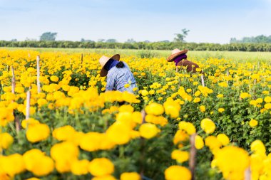 marigolds çiçek hasat