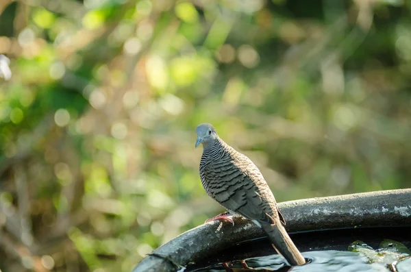 Colombe guardando — Foto Stock