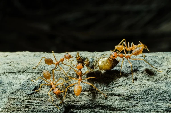 Myrorna arbetar tillsammans — 图库照片