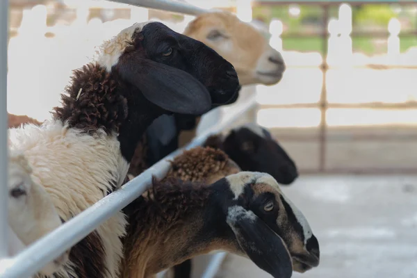 Schafe im Käfig — Stockfoto