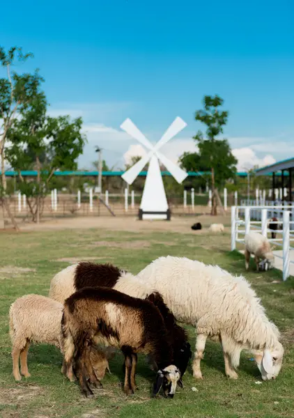 Schafe im Käfig — Stockfoto