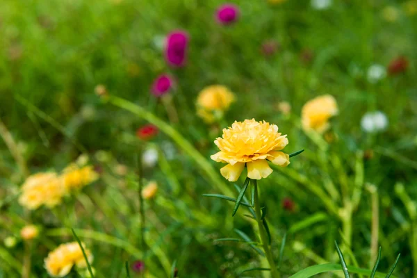 Yellow Flower — Stock Photo, Image