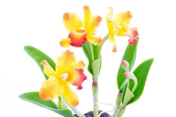 Lichte gele orchidee handgemaakte bloemen geïsoleerd op een witte pagina — Stockfoto