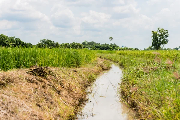 Vodní tok v poli rýže — Stock fotografie
