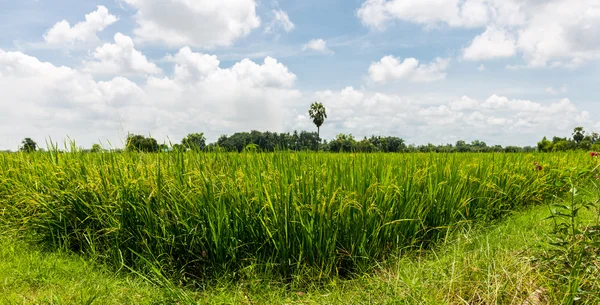 Campo de arroz —  Fotos de Stock