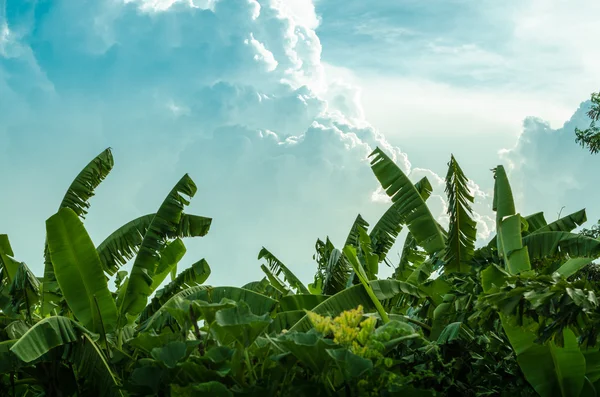 Banana árvore e bela nuvem — Fotografia de Stock