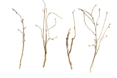 Sticks and twigs isolated clipart