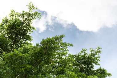 doğa yeşil yaprakları