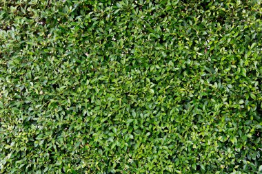 casa de madera en el parque