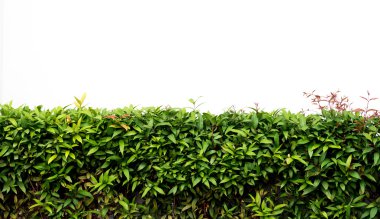 Concrete floor with green leaves