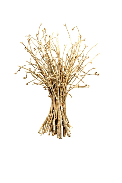 Stöcke und Zweige isoliert — Stockfoto