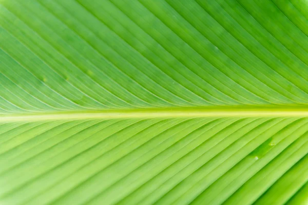 Zielony liść — Zdjęcie stockowe