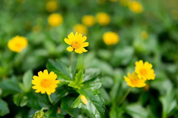 Soft-focus close-up of yellow flowers — Stock Photo, Image