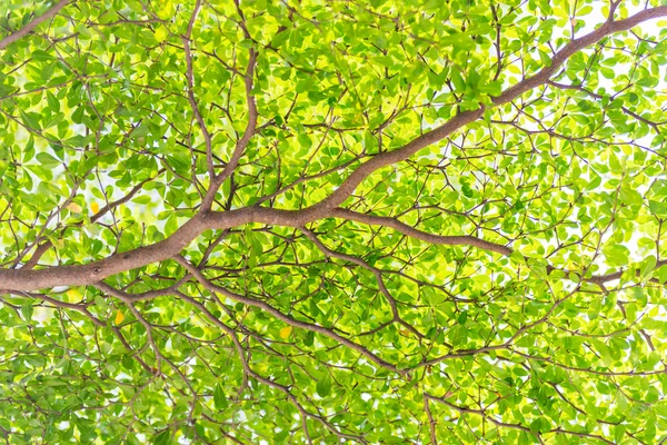 Nature green leaves — Stock Photo, Image