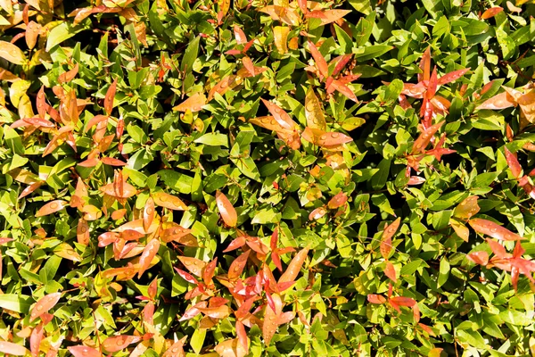 Pattren de hoja verde — Foto de Stock