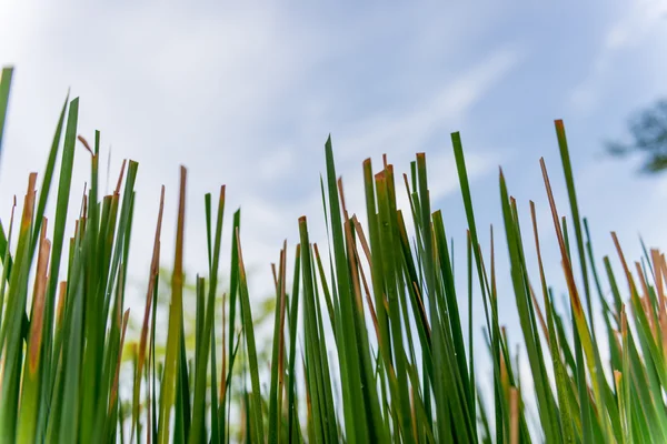 Primo piano Papiro — Foto Stock