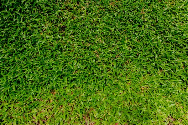 Naturliga - grönt gräs bakgrundsstruktur — Stockfoto