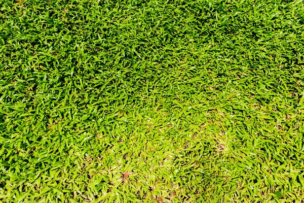 Естественный фон - зеленая текстура травы — стоковое фото