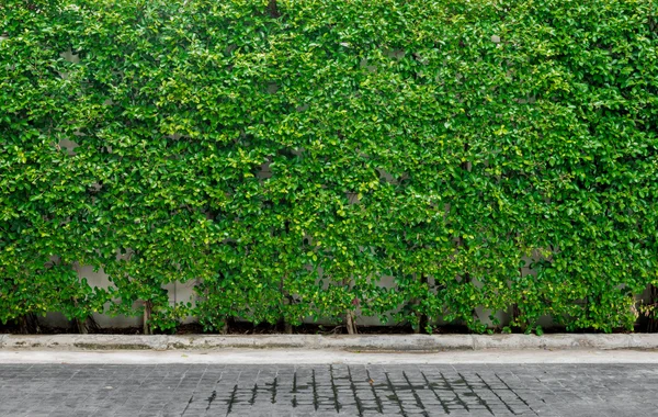 Decorative garden on a brick — Stock Photo, Image