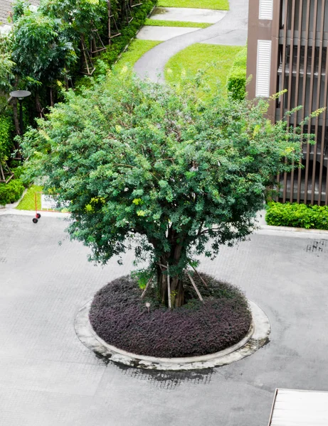 Old big tree — Stock Photo, Image