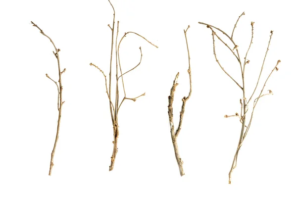 Stöcke und Zweige isoliert — Stockfoto