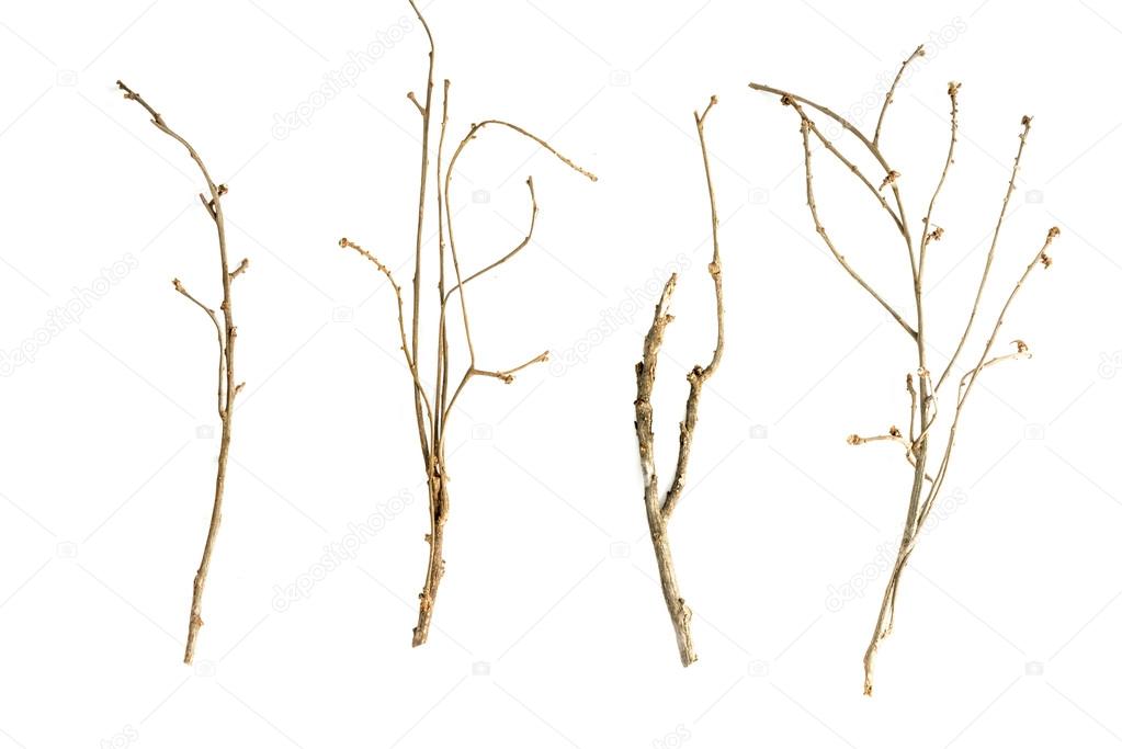 Sticks and twigs isolated