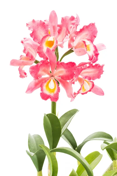 Pink artificial orchid — Stockfoto
