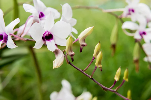 Bílá phalaenopsis orchideje — Stock fotografie