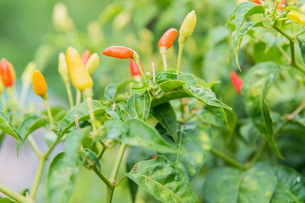 Chili op de boom — Stockfoto