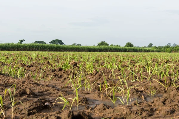 Baby sugar cane farmland — Stock Photo, Image