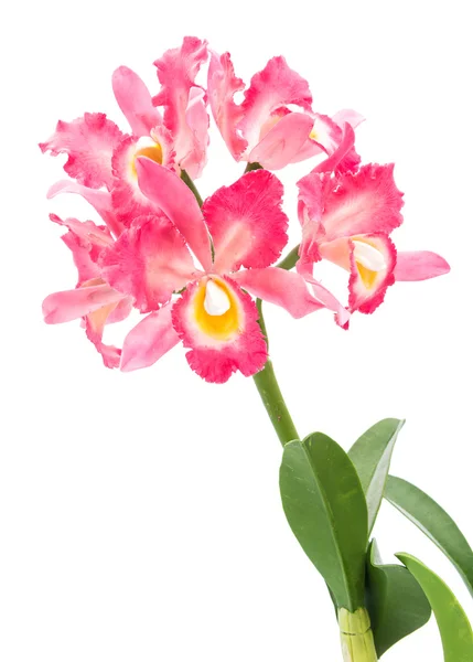 Pink artificial orchid — Stockfoto