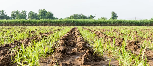 Baby sugar cane farmland — Stock Photo, Image