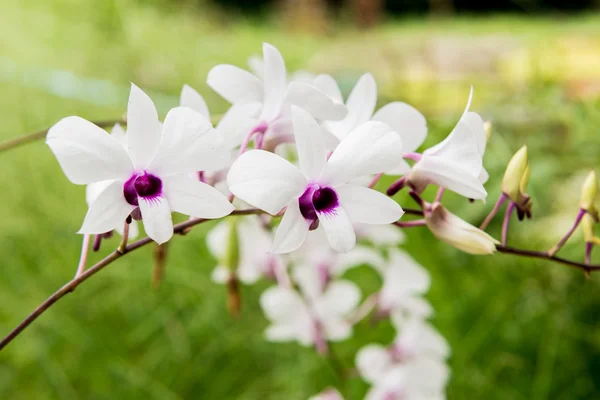 Orquídea Phalaenopsis branca — Fotografia de Stock