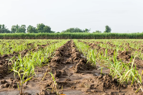 Baby sugar cane farmland — Stock Photo, Image