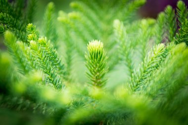 tatlı nolfolk Adası Çam yaprakları