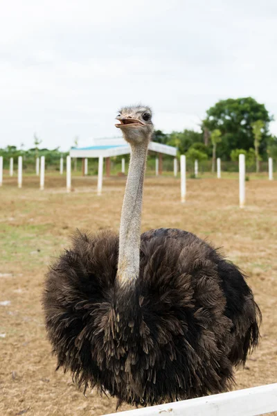 Ostriches in a farm — Stock Photo, Image